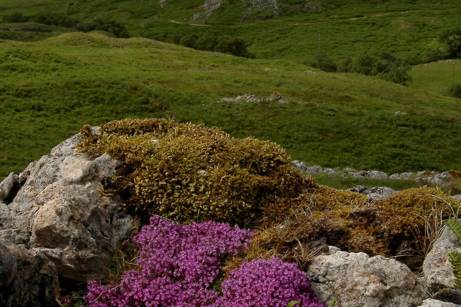 Bone Caves at Inchnadamph