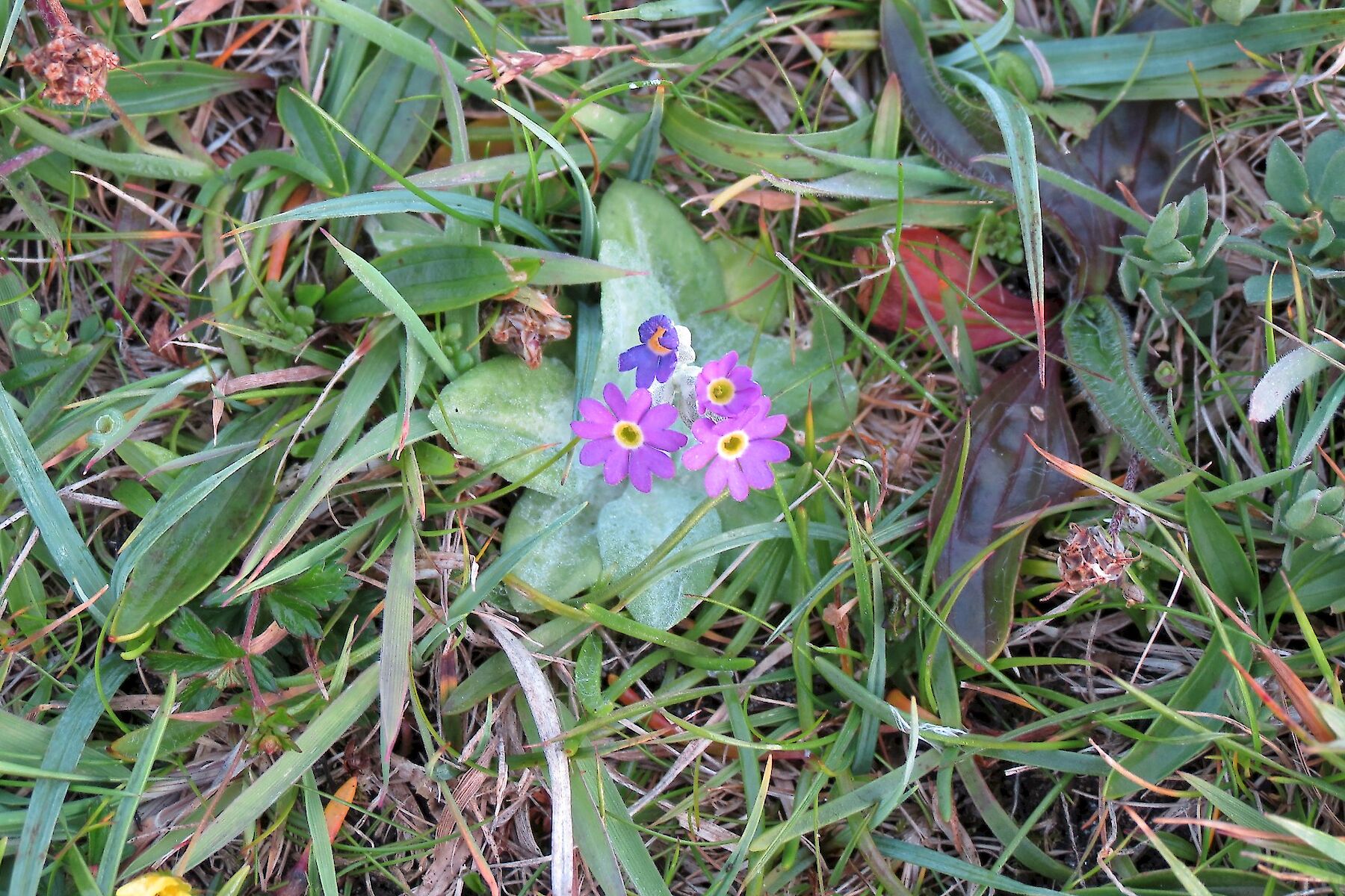 Primula scotica