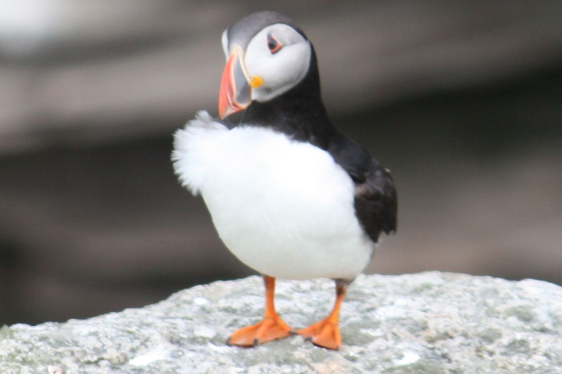 Puffin